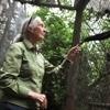 China pillages Africa like old colonialists, says wildlife expert Jane Goodall