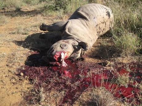 After The London Wildlife Summit: Already Two Rhinos Killed On Tuesday