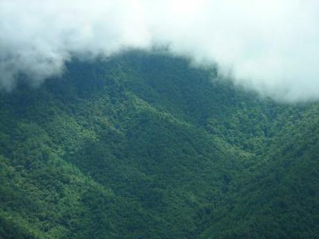 Extinction risk in cloud forest fragments under climate change and habitat loss