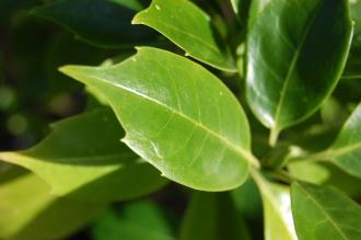 Aucuba japonica Leaf (02/02/2014, Kew Gardens, London)