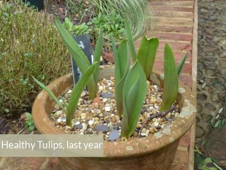 last year's tulips look so much healthier