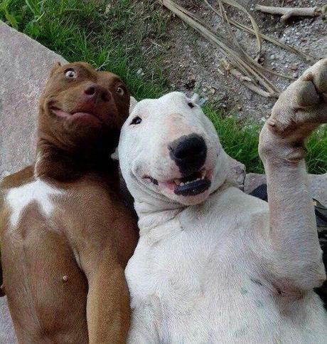 dog selfie