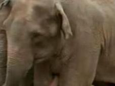 Elephants Reunite After Years. Tears