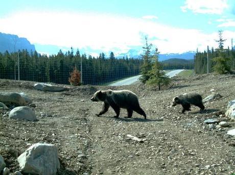 Study proves that wildlife crossing structures promote ‘gene flow’ in Banff bears