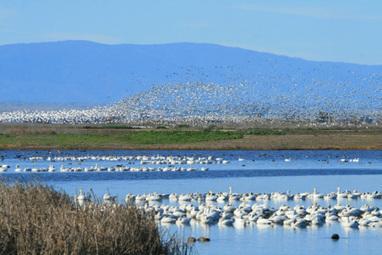 Pacific Flyway Series 1 of 3