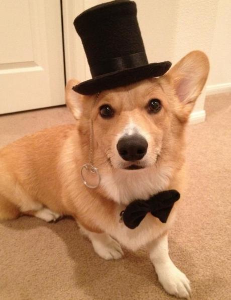 The World’s Top 10 Best Images of Dogs Wearing Monocles