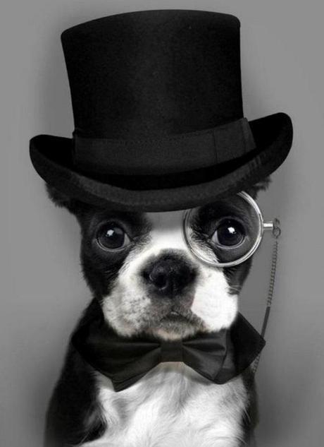 The World’s Top 10 Best Images of Dogs Wearing Monocles