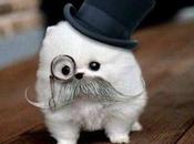 World’s Best Images Dogs Wearing Monocles