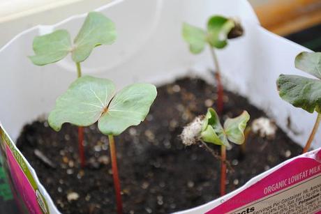 Red-foliated white cotton seedlings