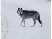 Wolf Hunt Stand-off Sweden Heightens Rural Tensions