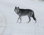 Wolf hunt stand-off in Sweden heightens rural tensions