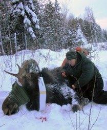 Moose Health in Montana and Minnesota