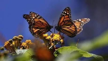 What the 3 Amigos should really talk about today: monarch butterflies – The Globe and Mail
