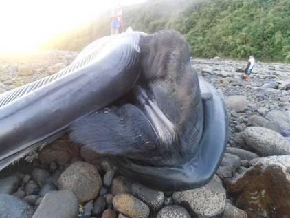 Conservationists claim blue whale killed by ship in Puerto Montt (Chile)