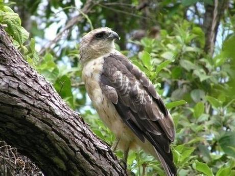 Hawaiian Io may lose Endangered Species Act protection Hawaiian Io may lose Endangered Species Act protection