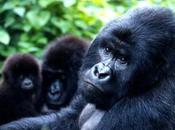 Keep Exploration Virunga National Park World Wildlife Fund