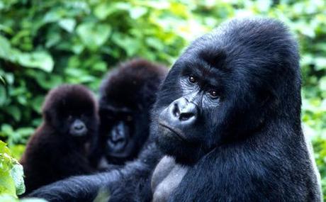Keep Oil Exploration Out of Virunga National Park | World Wildlife Fund