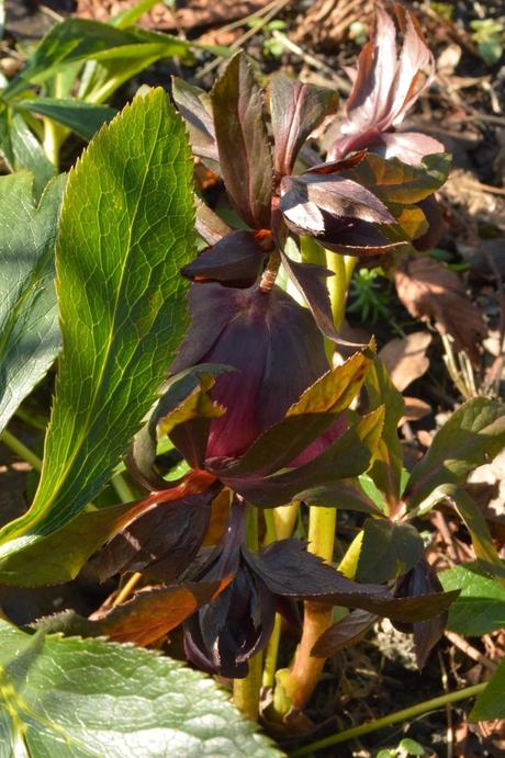 Plantify trial update 4 - Helleborus x hybridus 'Red Lady'