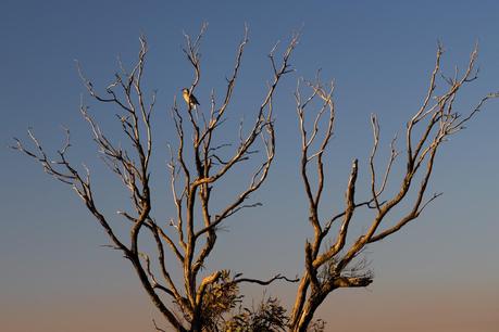 glow from setting sun on bird in tree