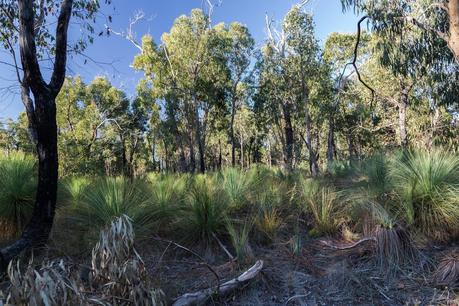 grass trees on ted errey nature circuit
