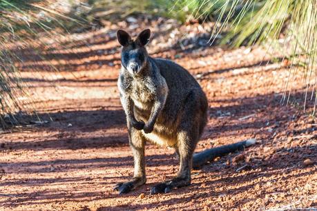 wallaby on walking track brisbane ranges
