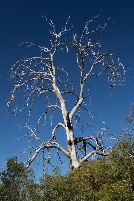 large eucalyptus tree brisbane ranges