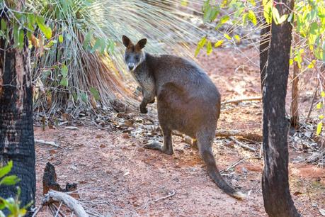 wallaby on ted errey nature circuit
