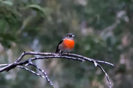 robin on a tree anakie gorge