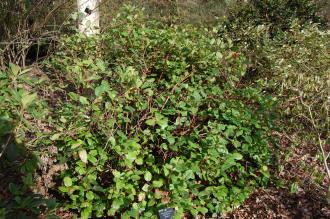 Gaultheria shallon (02/02/2014, Kew Gardens, London)