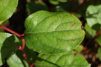 Gaultheria shallon Leaf (02/02/2014, Kew Gardens, London)