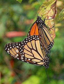 Why Are Butterflies Disappearing?