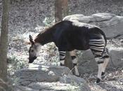 Okapi Breeding Dallas