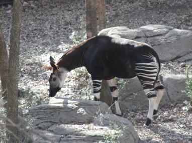 okapi breeding in dallas