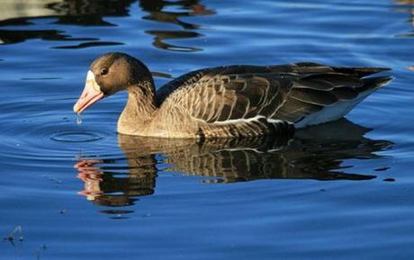 Pacific Flyway Series 2 of 3