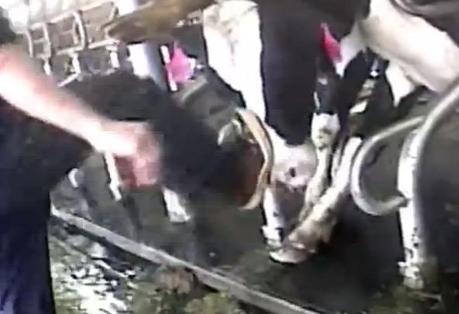 bettencourt-dairy-animal-cruelty-investigation