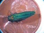 Help Boston protect its trees from invasive insects Emerald Ash Borer Photo credit: cityofchicago.org