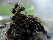 Ants Make Rafts Save Queen