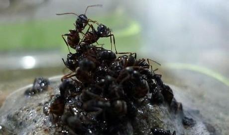 How Ants Make Rafts to Save the Queen