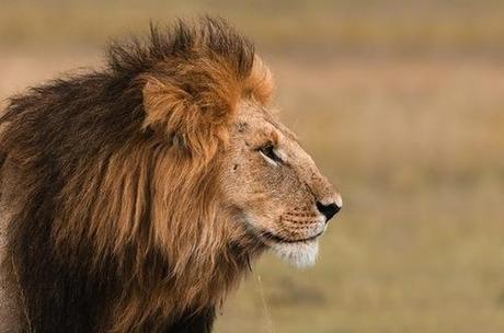 ‘Lion Guardians’ cut lion killings by 99% – Conservation
