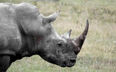 What will happen after the rhinos are gone? – Conservation