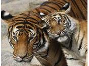 Save Indochinese Tiger Petition Site