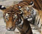 Save the Indochinese Tiger in… – The Petition Site