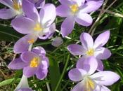 Ever Reliable Crocus Tommasinianus