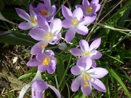 purple crocus in full bloom