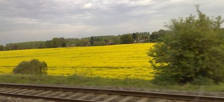 Oil seed rape field in Twyford near Reading, UK