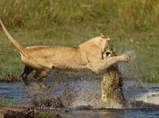 Lion Takes Crocodile Protect Cubs Crossing River