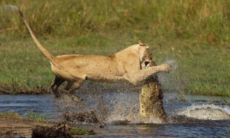 Lion takes on crocodile to protect cubs crossing river