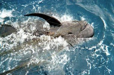 Stop killing dolphins and whales in drift gillnets