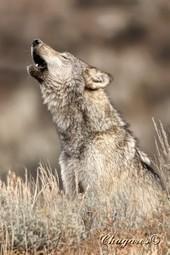 Wolf Weekly Wrap-Up – Defenders of Wildlife