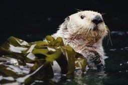 Support California Sea Otters – Defenders Blog